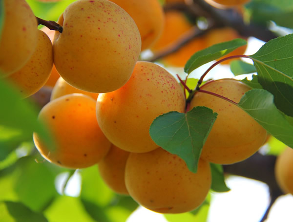 山杏的图片-形态特征-生长习性-分布范围-主要品种以及植物价值