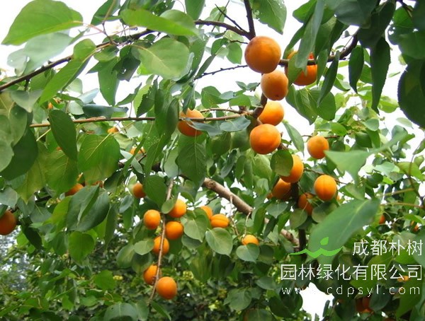 山杏的生长习性有哪些？