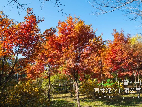 秋枫图片-形态特征-生长环境-分布范围以及主要价值