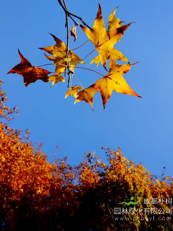 秋枫树生长适应温度是多少？