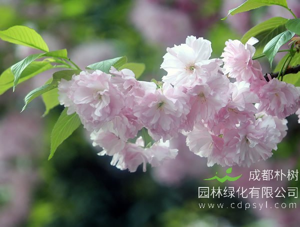 日本晚樱和山樱花有什么不同？