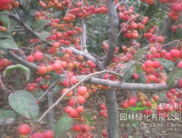 冬红海棠图片-形态特征-分布范围-主要价值以及栽培技术