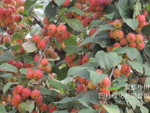 冬红海棠的栽培技术有哪些？