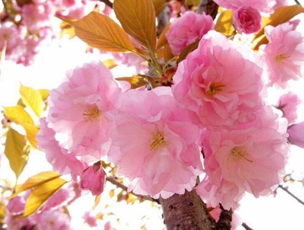 日本晚樱的植物文化，日本晚樱的文化意义