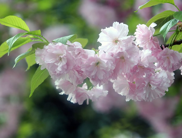 日本晚樱和山樱花有什么不同？