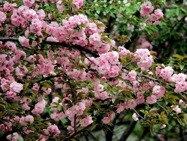日本晚樱什么时候开花？