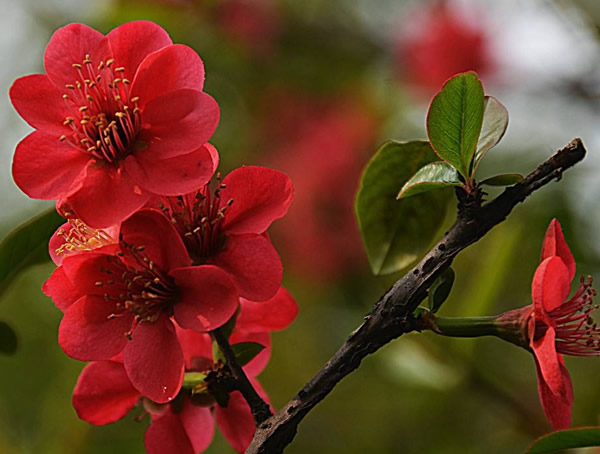 西府海棠与冬红海棠的区别有哪些？
