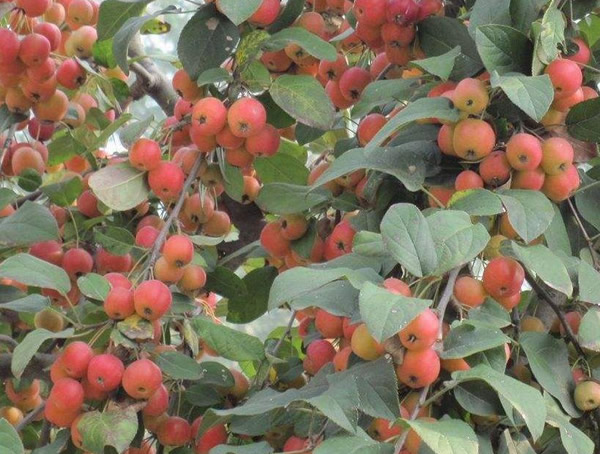 冬红海棠的栽培技术有哪些？