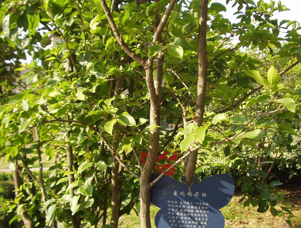 普陀鹅耳枥的树木为什么最珍贵？