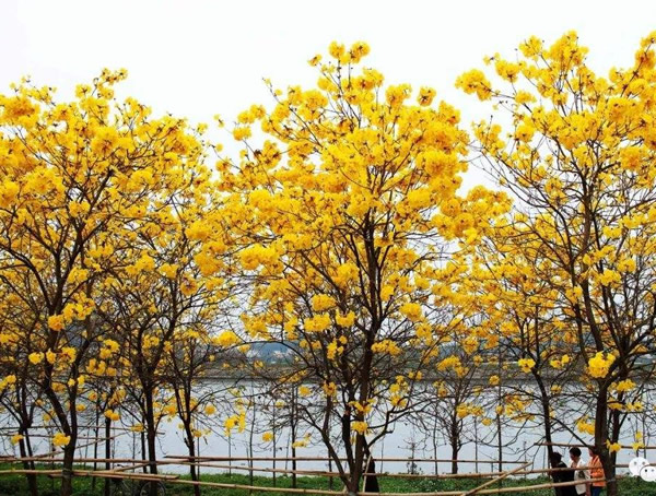 黄花风铃木的花期是什么时候？