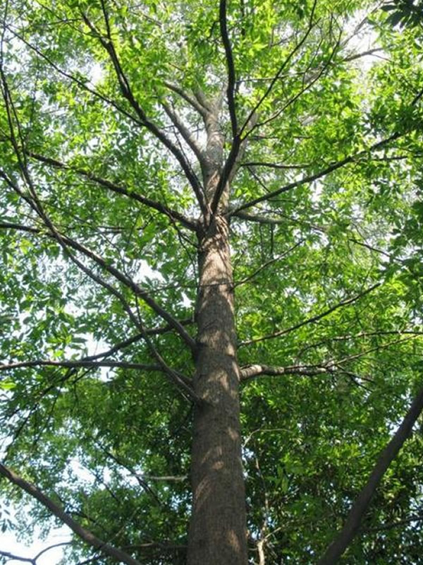 青冈栎的分布情况，青冈栎主要分布在哪些地方？
