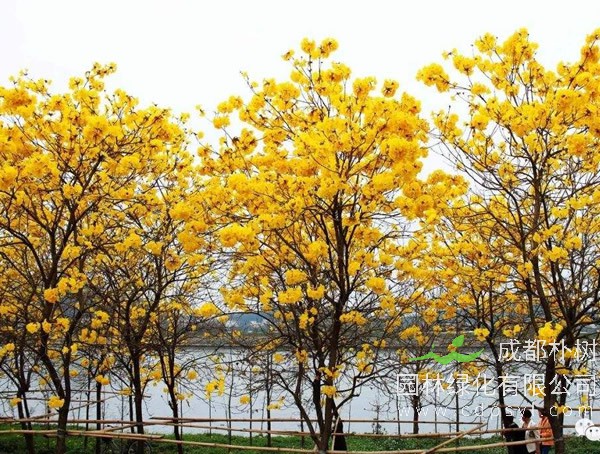 黄花风铃木的花期是什么时候？