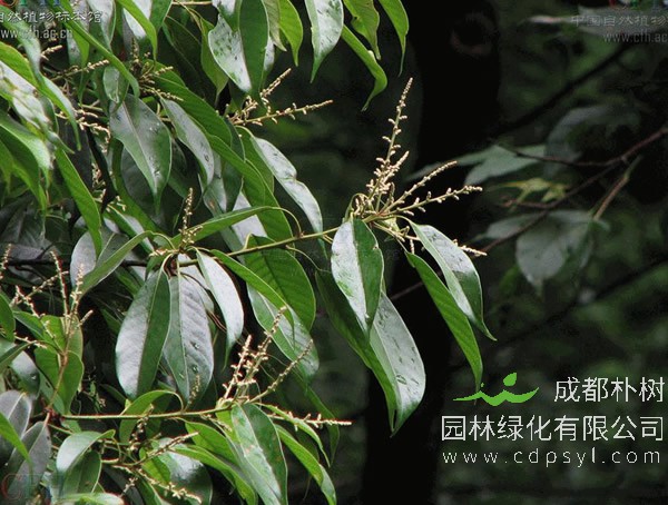 青冈栎图片-形态特征-生长环境-分布范围以及主要价值
