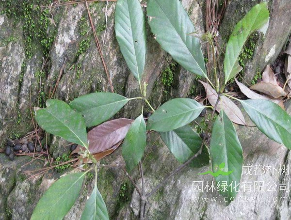 青冈栎图片-形态特征-生长环境-分布范围以及主要价值