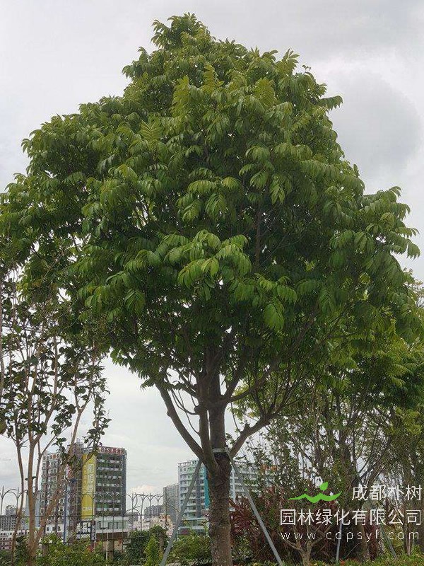人面子树在上饶可以室外种植吗？