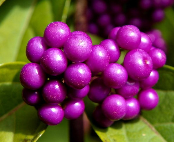 紫珠有哪些药用价值和副作用？