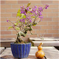 紫珠盆栽怎么养护？