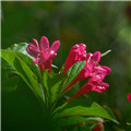 锦带花种植和管理方法