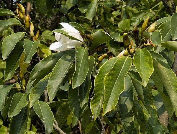 白兰树的叶子有什么功效？
