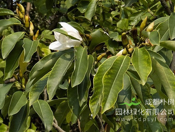 白兰树的叶子有什么功效？