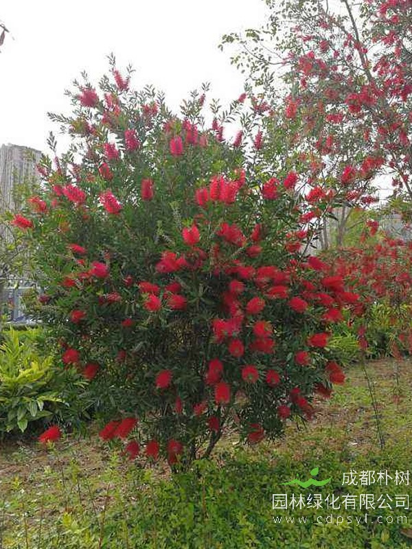 红千层树有几个品种？