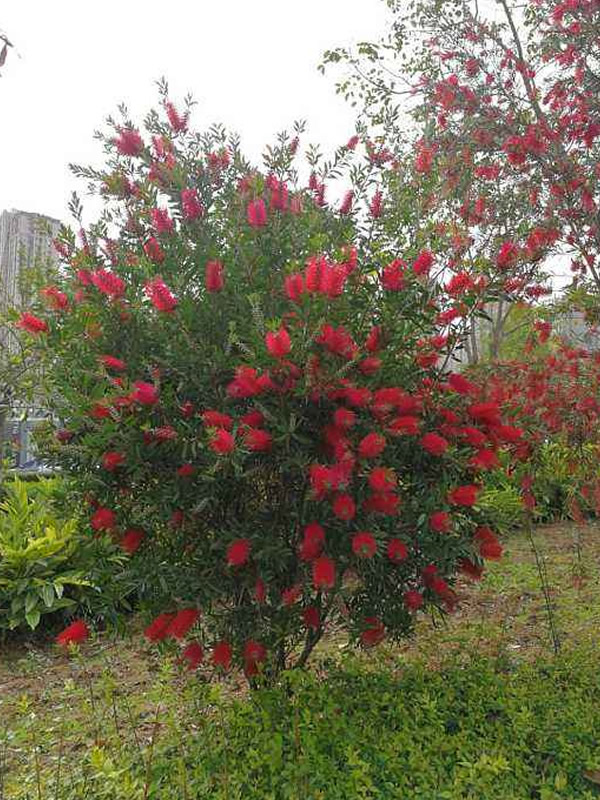 红千层树有几个品种？