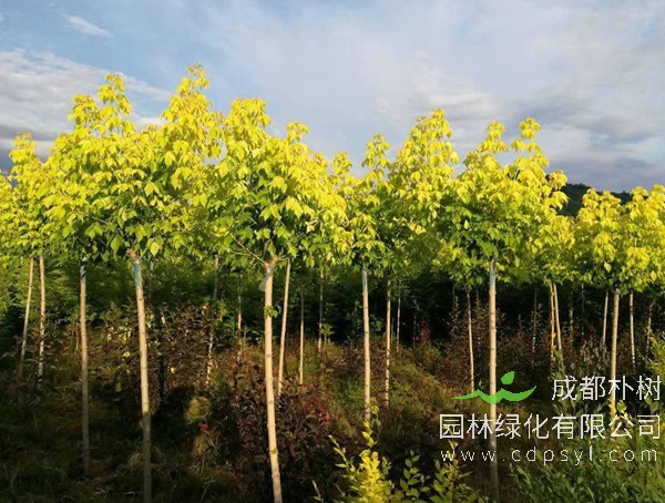 金叶复叶槭的图片-形态特征-生长环境-分布范围以及主要价值