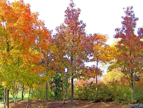 金叶复叶槭的图片-形态特征-生长环境-分布范围以及主要价值