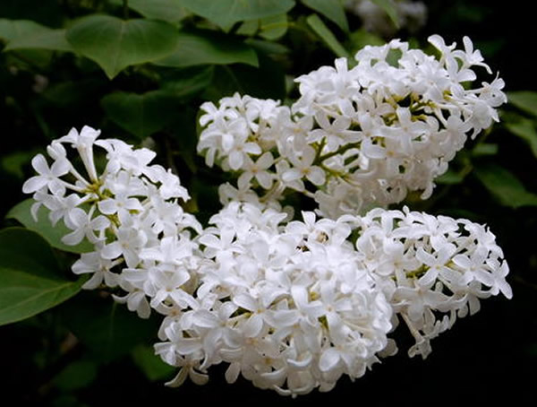 白丁香花可以在室内养植吗？