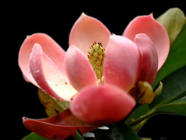 红花木莲的生长环境是怎样的？