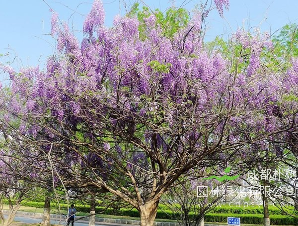 紫藤树的图片-形态特征-生长习性-地理分布-主要价值以及植物文化
