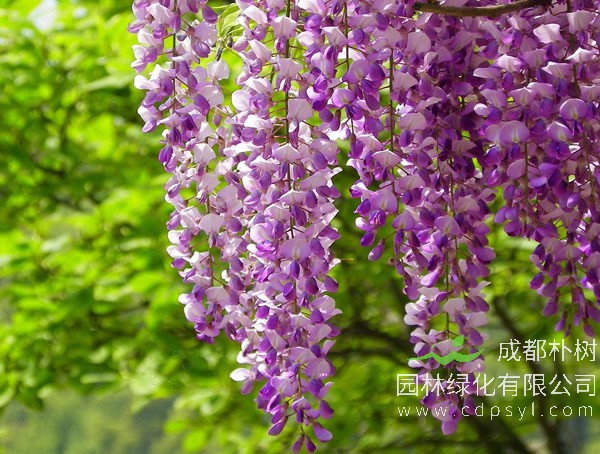 紫藤树能每天浇水吗？