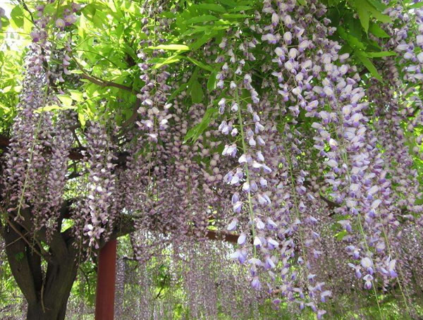 紫藤树如何种植？