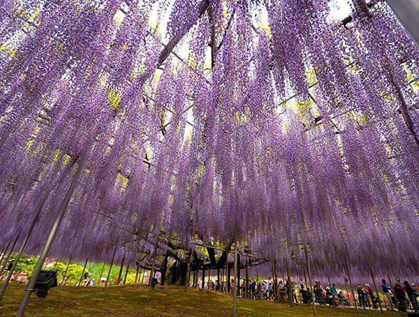 紫藤树要长多少年才能开花？
