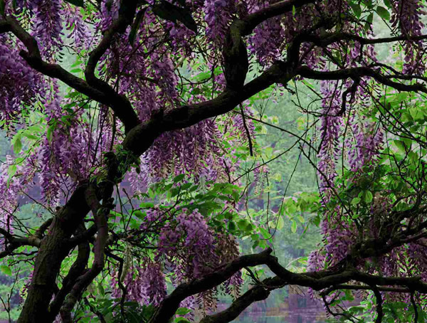 紫藤树如何种植才能长得好？
