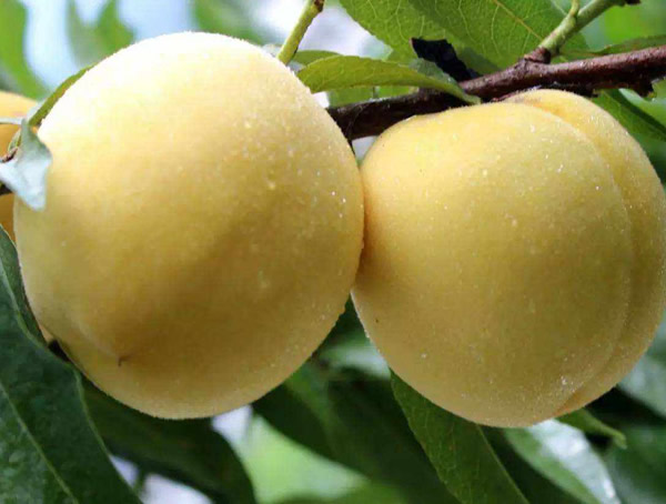锦绣黄桃的特性是什么？
