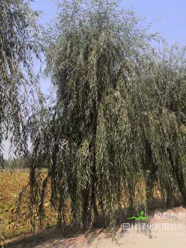 金丝柳的栽培技术有哪些？