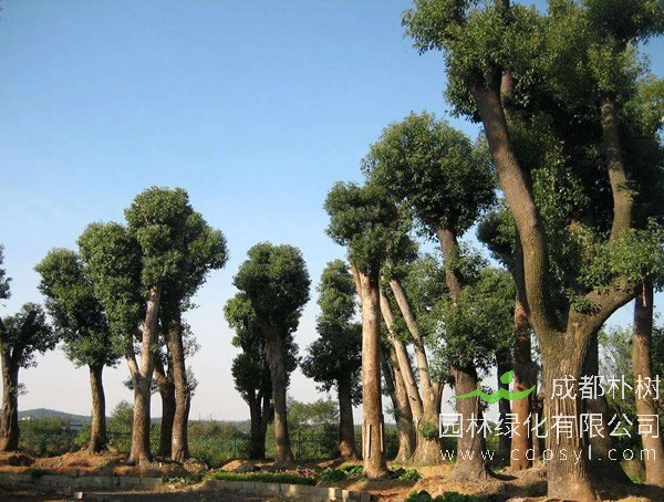 香樟树的价格-形态特征-功效作用-栽培技术
