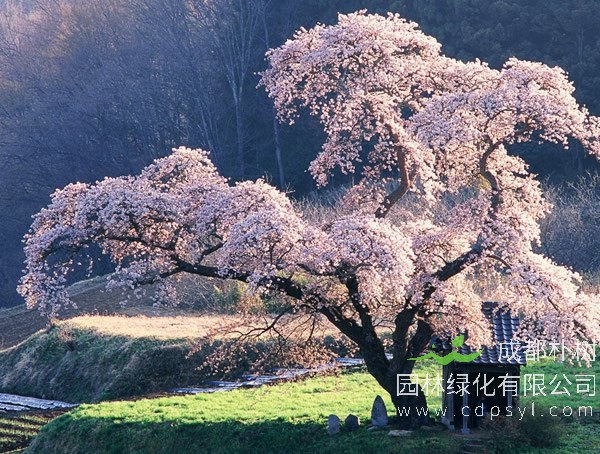 日本樱花谢后会结樱桃吗？