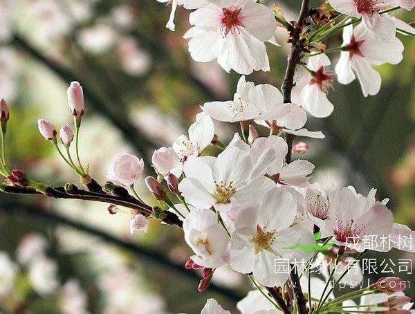 冬樱花和日本樱花从树形上怎么区分？