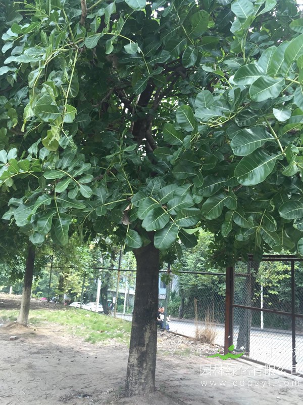 吊瓜树的产地生境，哪些地方能够找到吊瓜树卖？