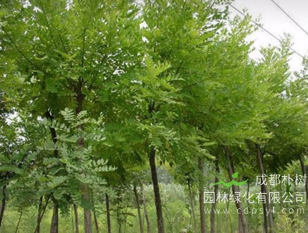 在白蜡树养护中注意这几点，才能更好生长哦！
