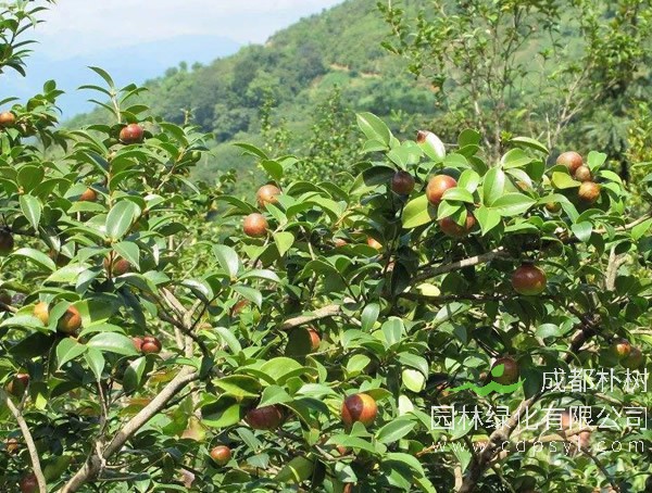 详解油茶树的栽培技术