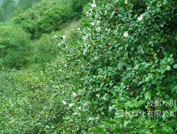 适宜油茶树种植的区域有哪些？