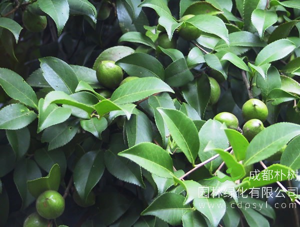 一棵油茶树能产多少斤油茶籽？
