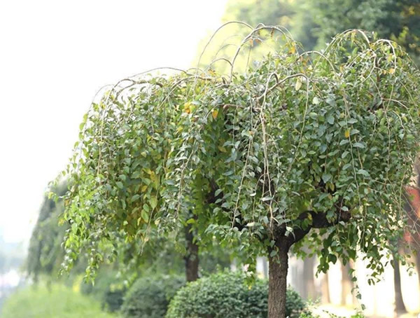 垂枝榆的园林用途有哪些？