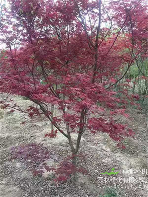攀枝花市日本红枫6公分价格415元【苗圃基地直销】在线采购