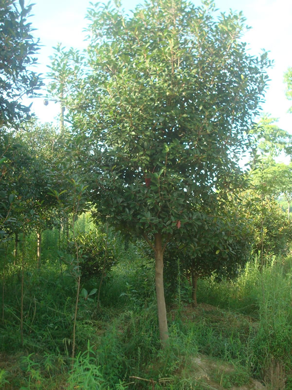 石楠树怎么种植？