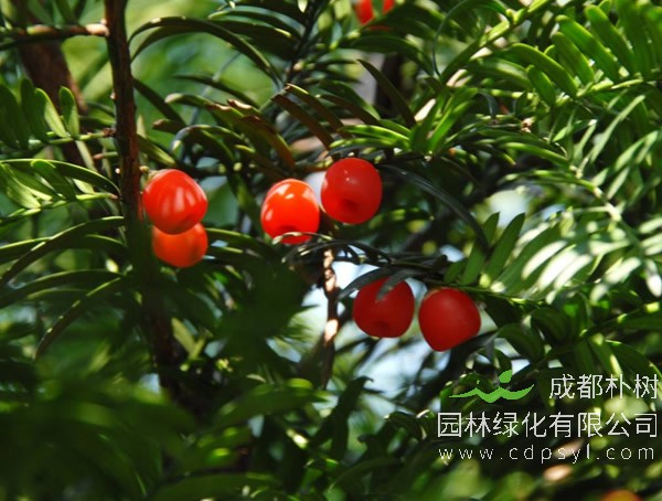 曼地亚红豆杉盆栽怎么种植？