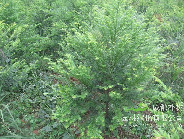 曼地亚红豆杉的繁殖方法、栽培技术以及病虫防治方法介绍
